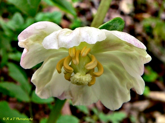 {Podophyllum peltatum}